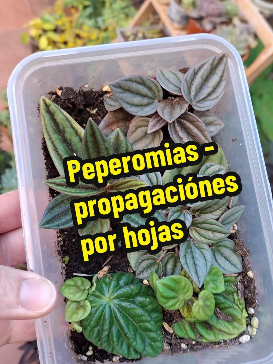 @Succulent_ninja