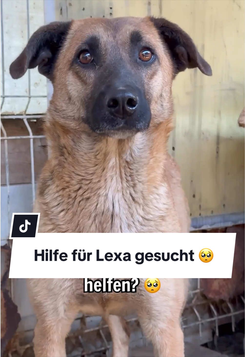 @Ein Herz für Streuner e.V.