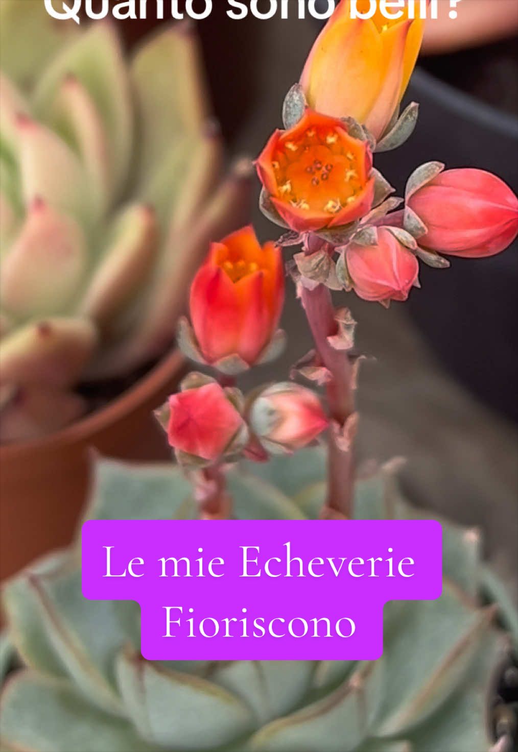 @piccole.spine.felici