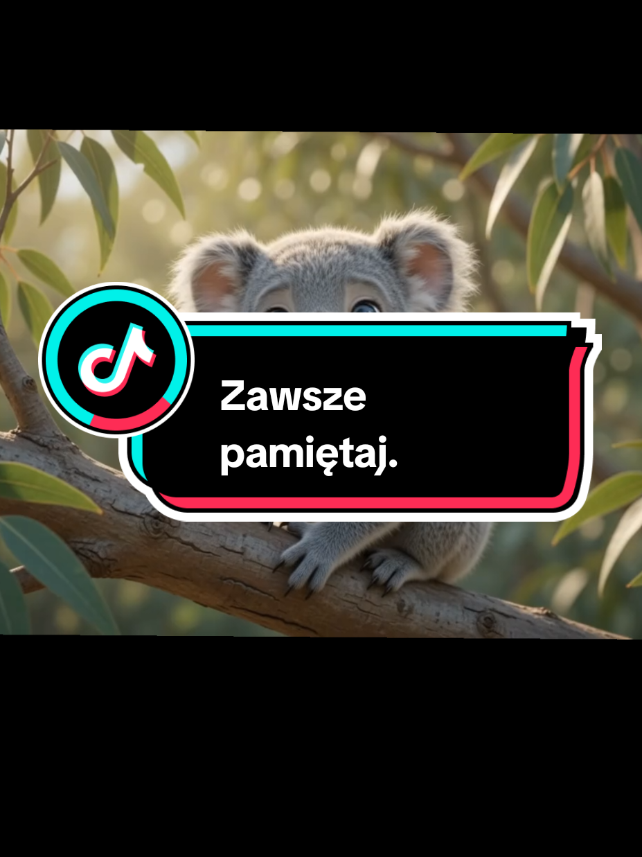 @Wesolutki Koala 🐨 😎