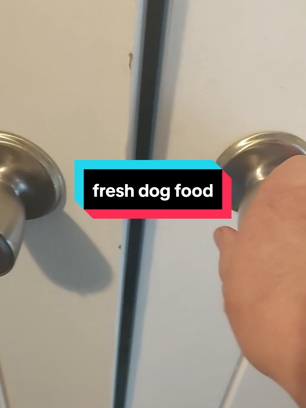 @Ali & 7 Dogs