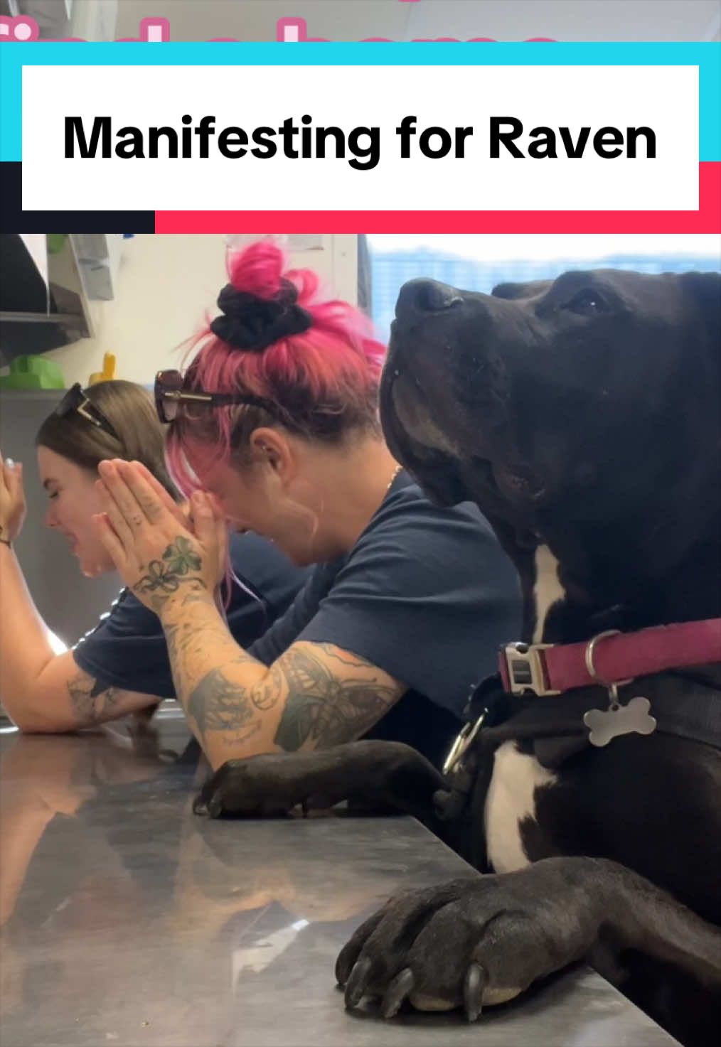 @RSPCA brighton