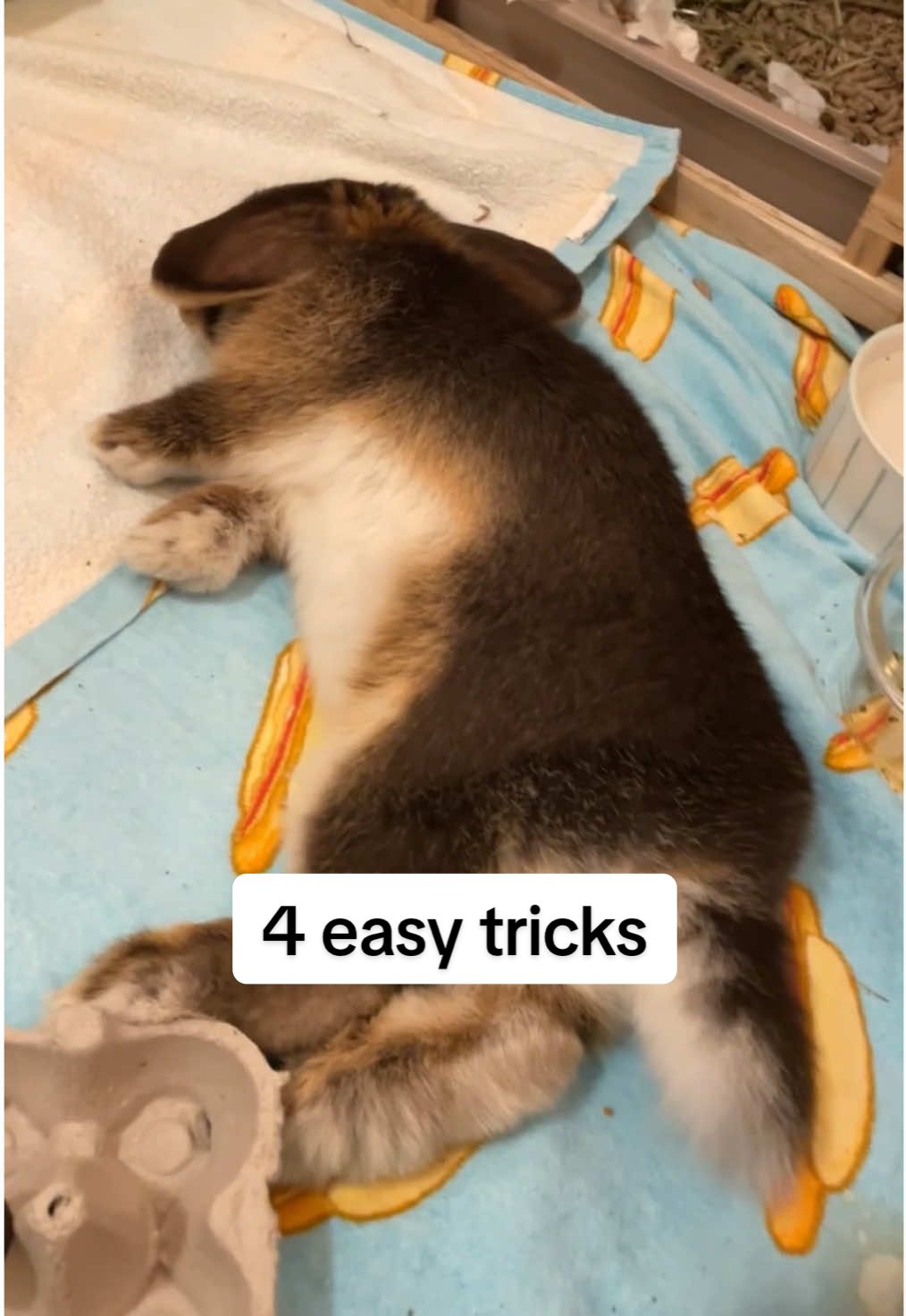 @Tiny bunny Arwen ✨