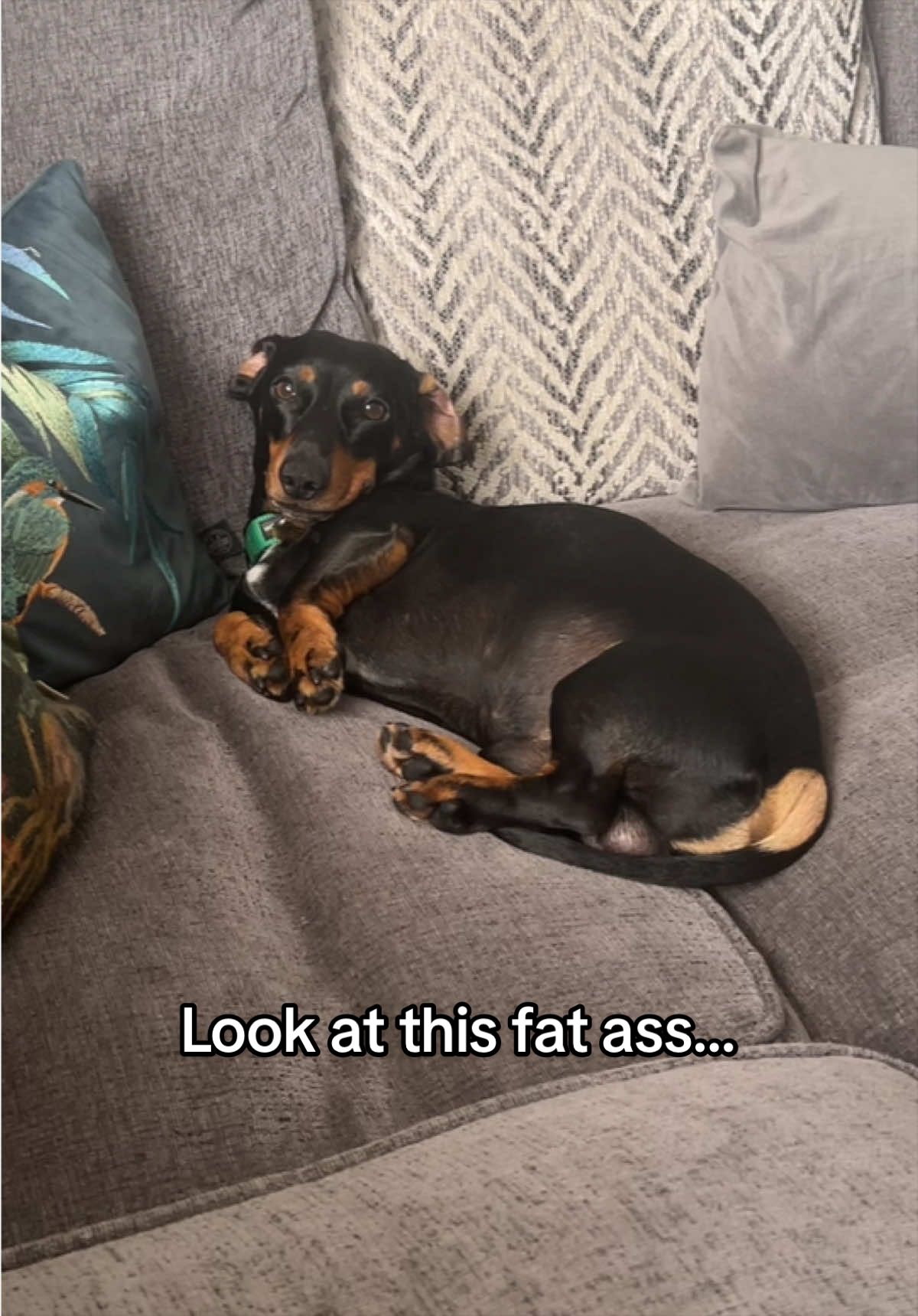 @Rebecca, Pip & Rolo