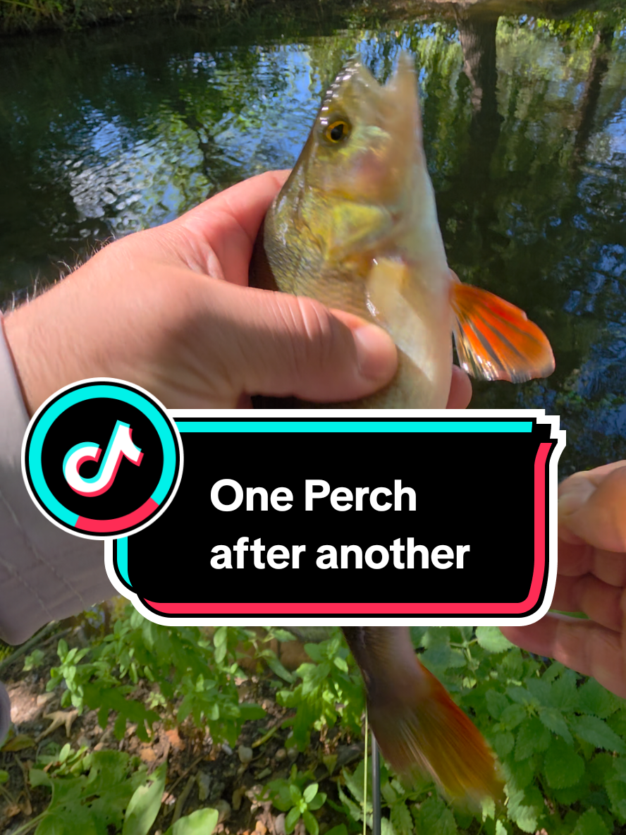 @BF Angler