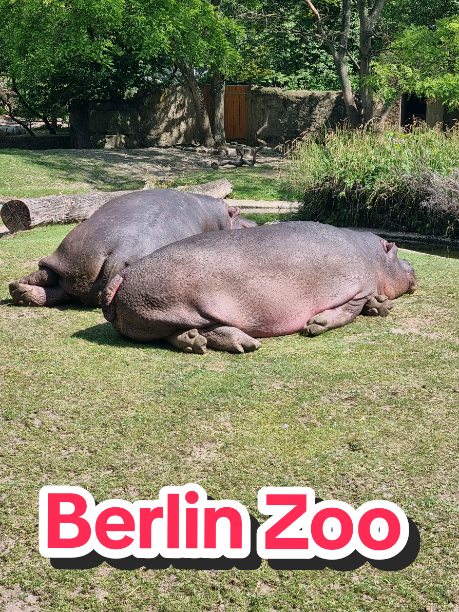 @Zoo Jack
