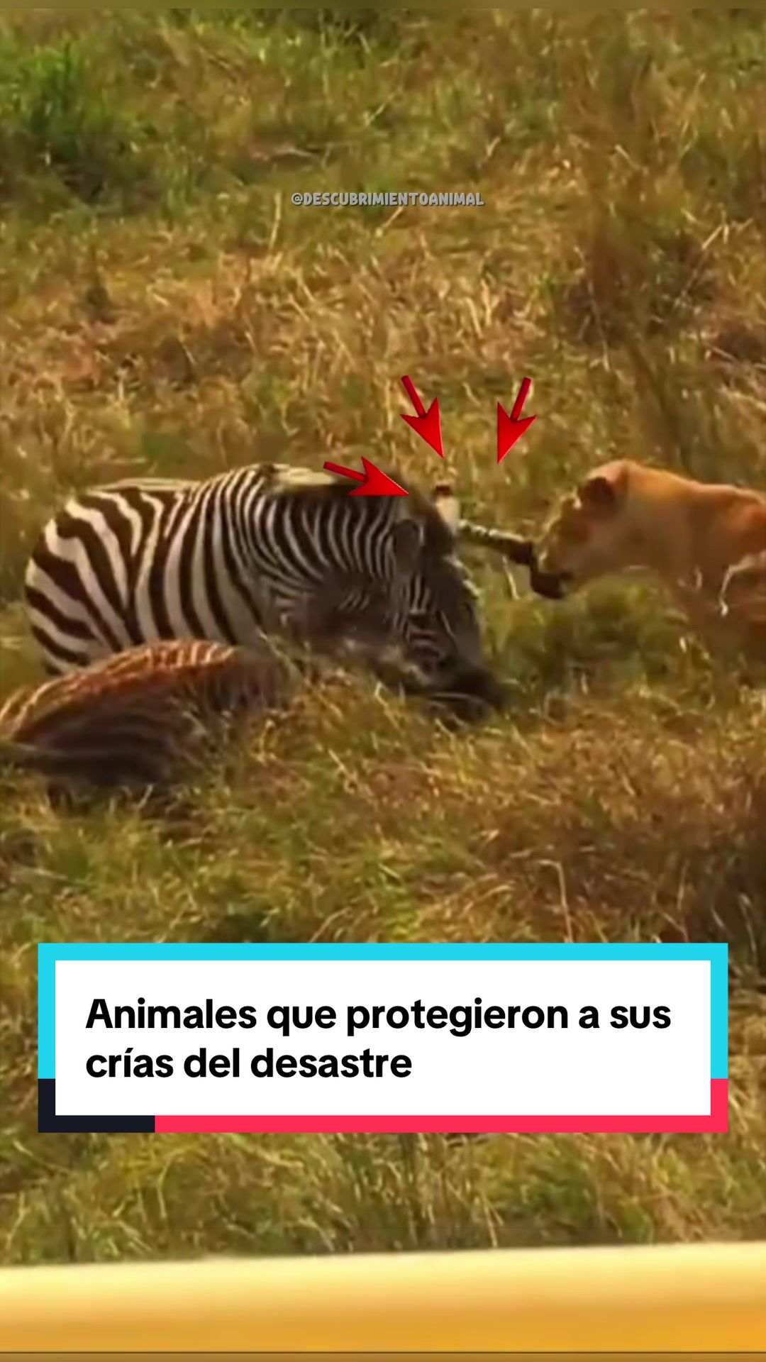 @Descubrimientoanimal