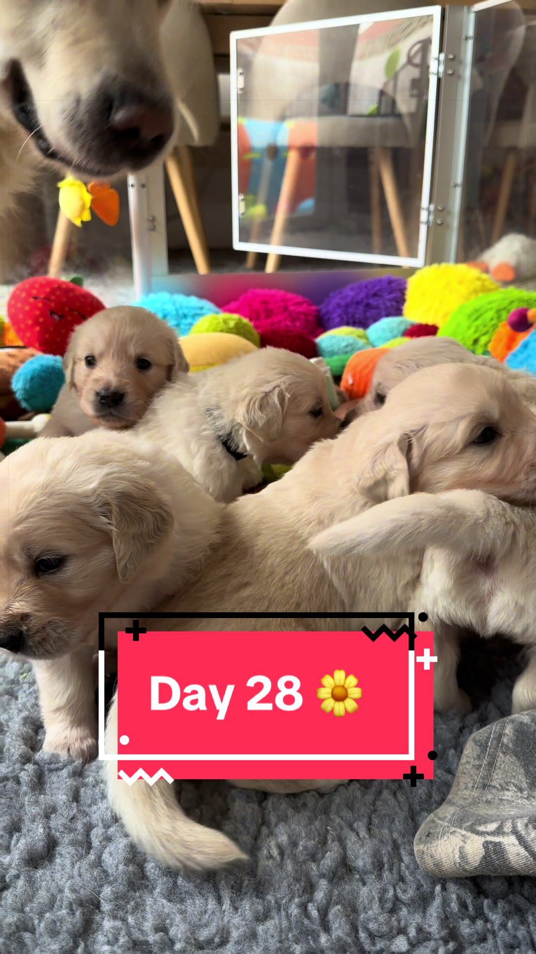 @Ateam Goldens