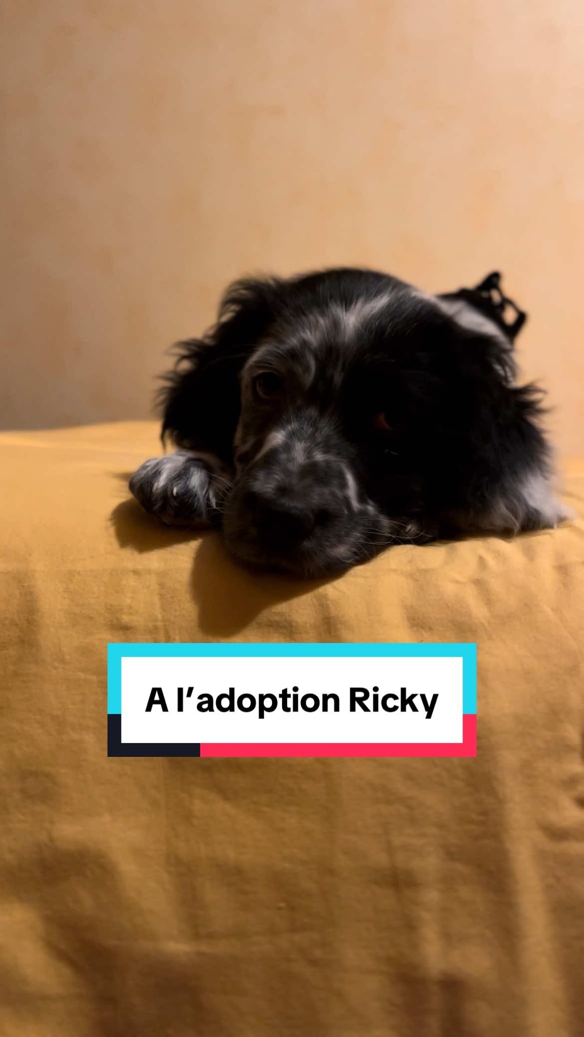 @Association Puppykittyfrance