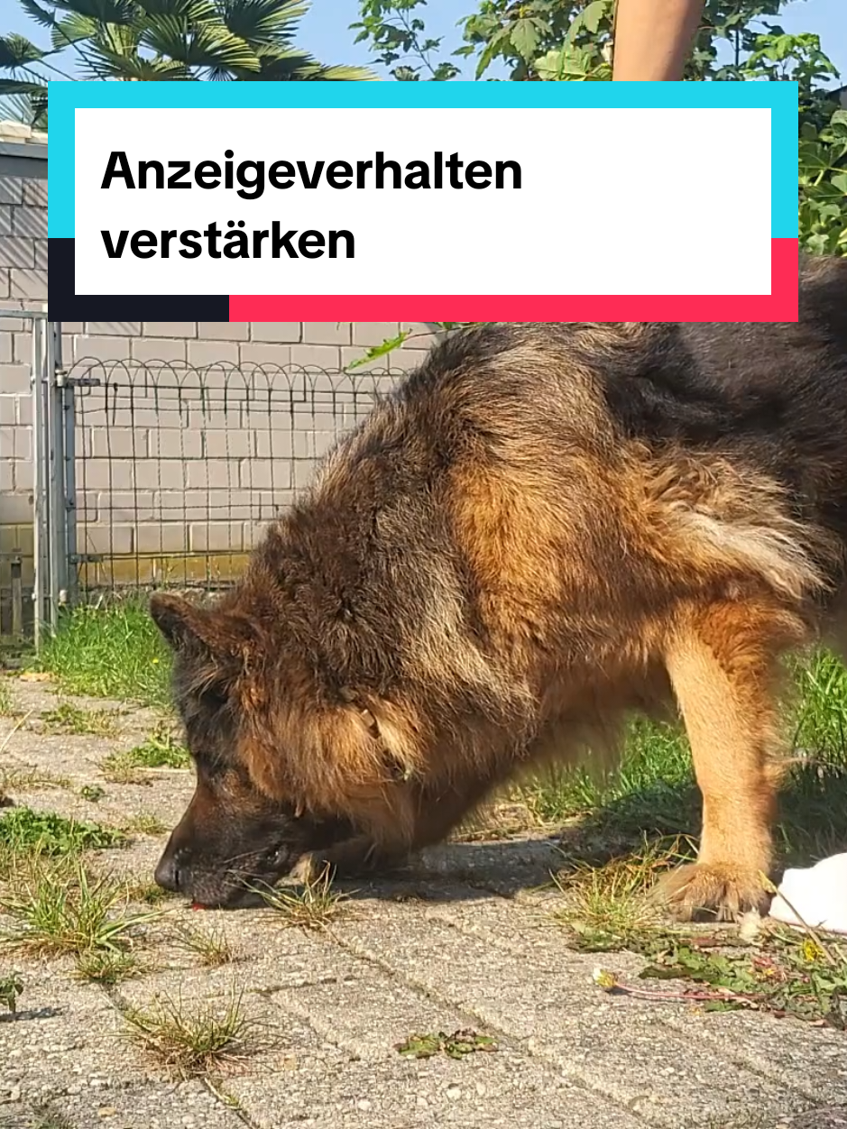 @Hundeschule Mit vier Pfoten