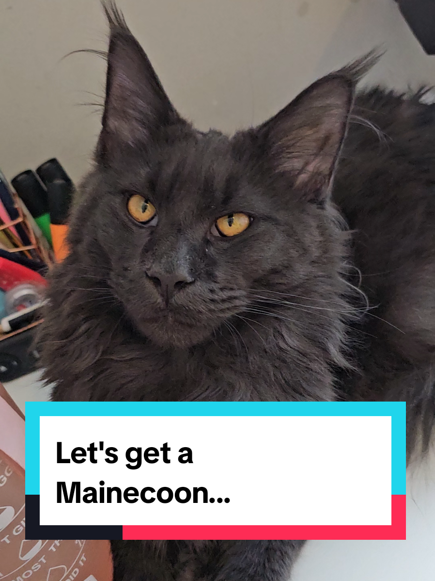 @Paws and Claws