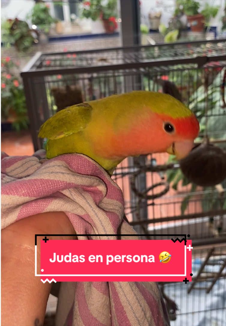 @chip y bella