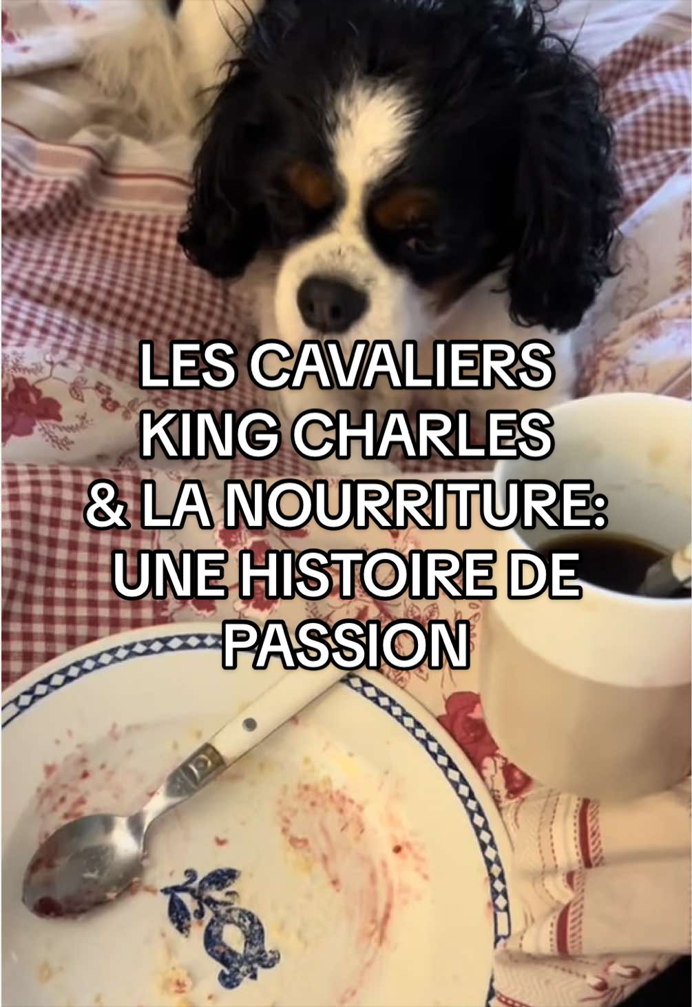 @Cavalier King Charles
