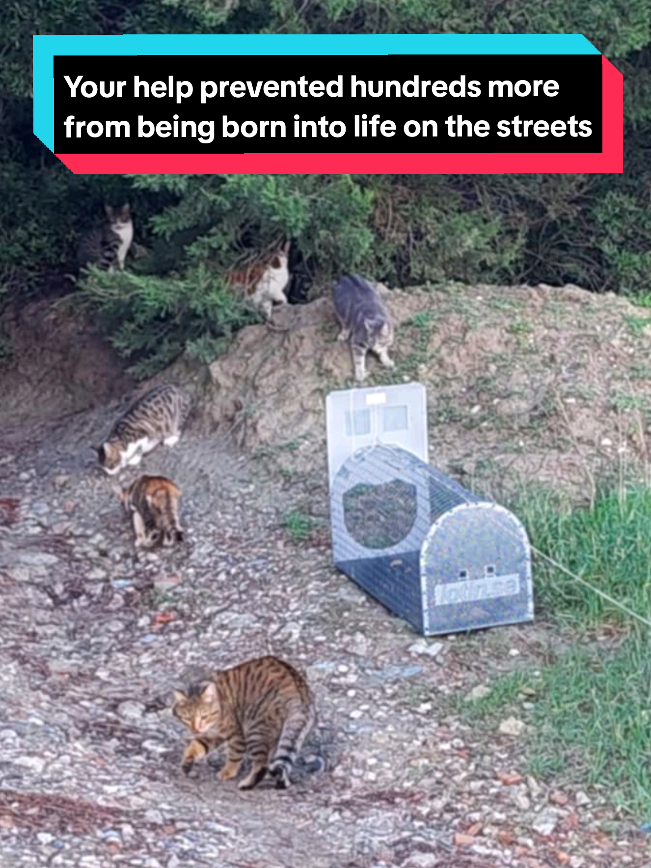 @Greek Animal Rescue