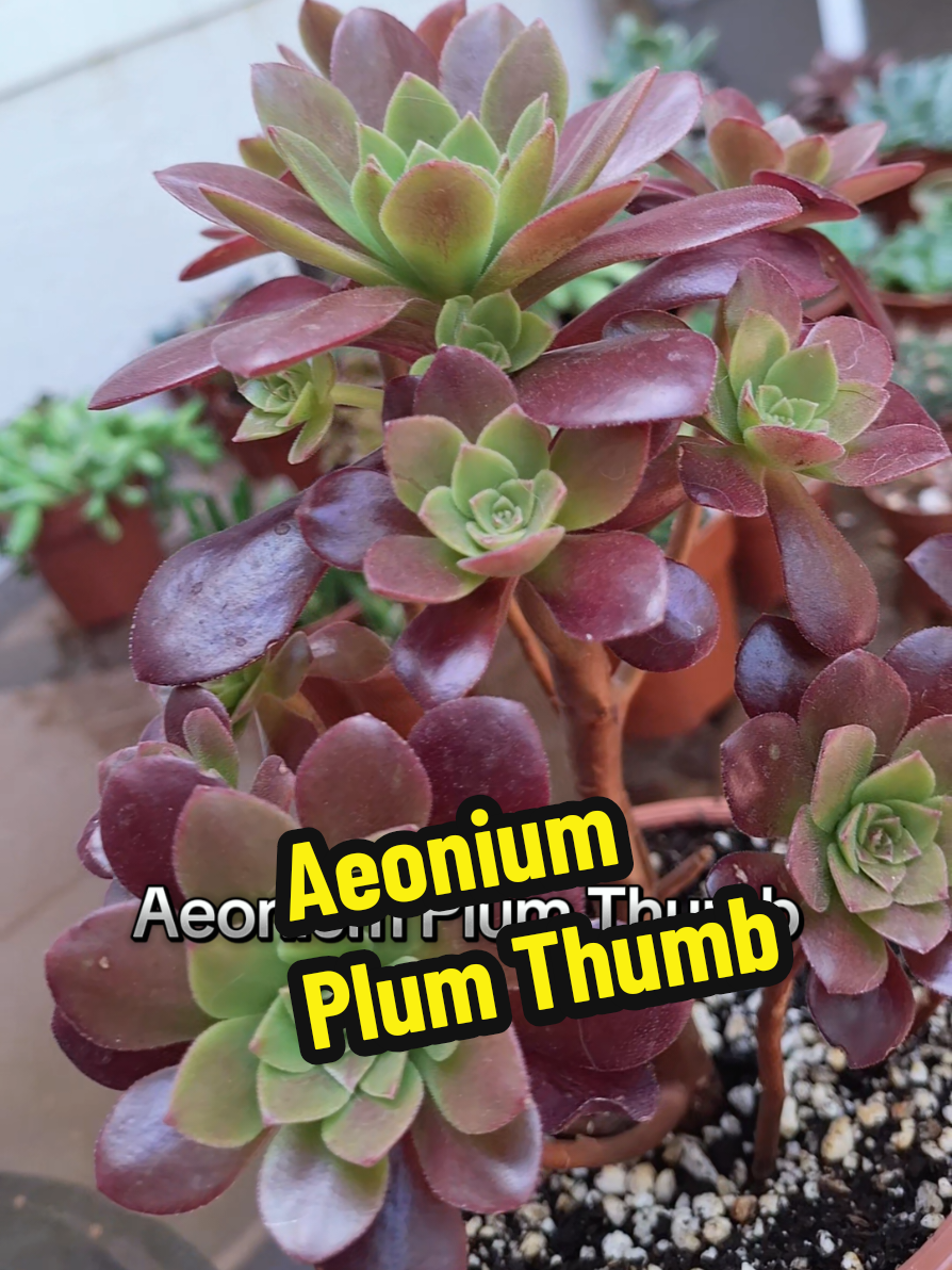 @Succulent_ninja