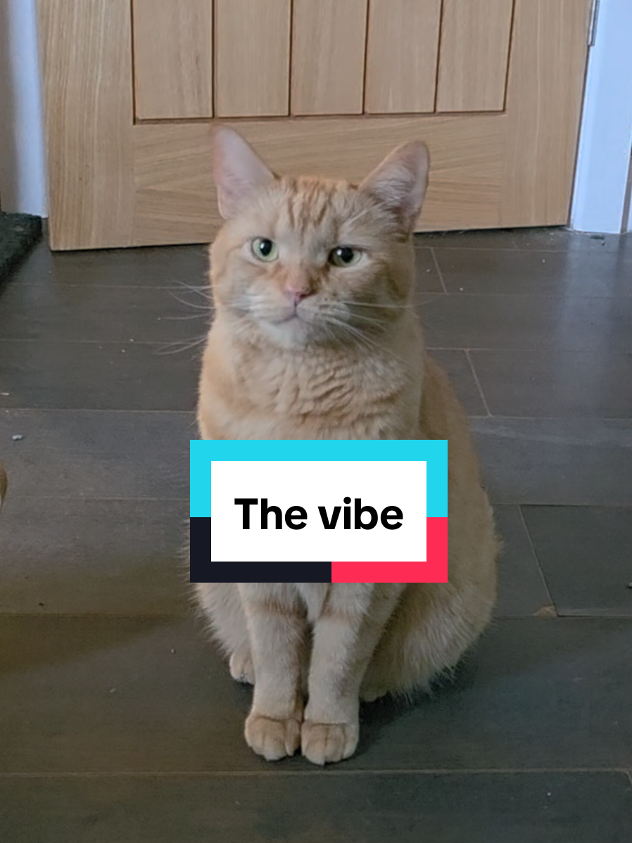 @Paws and Claws