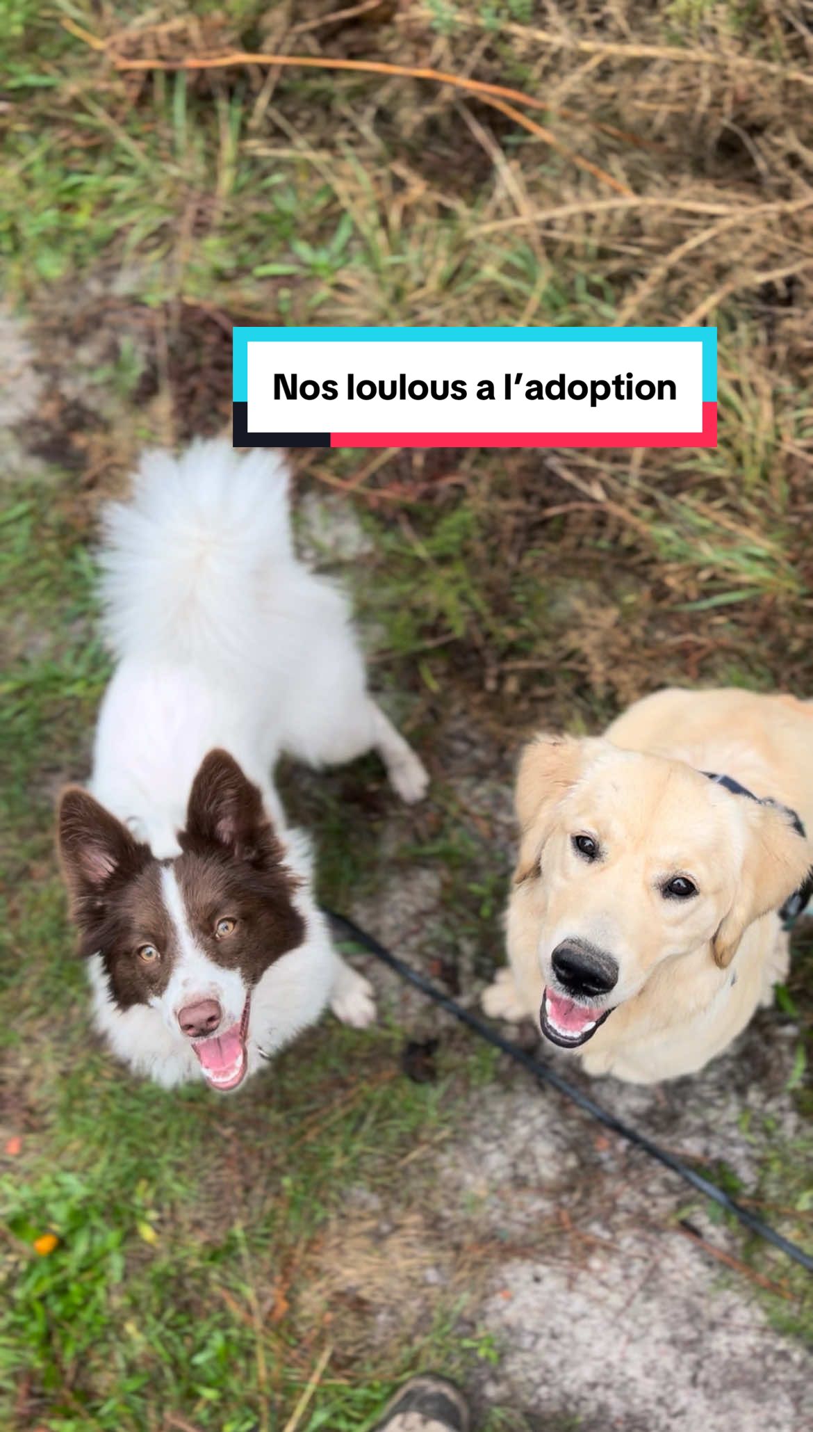 @Association Puppykittyfrance