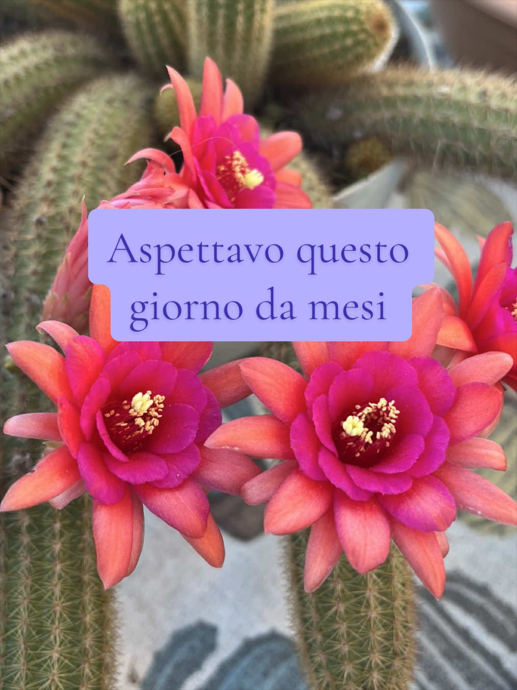 @piccole.spine.felici
