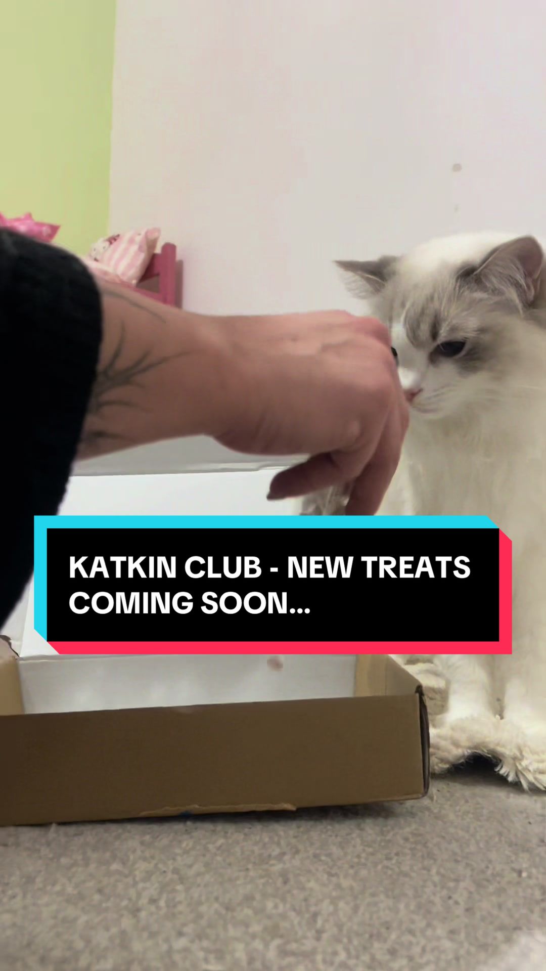 @TheFancyCatsWorld