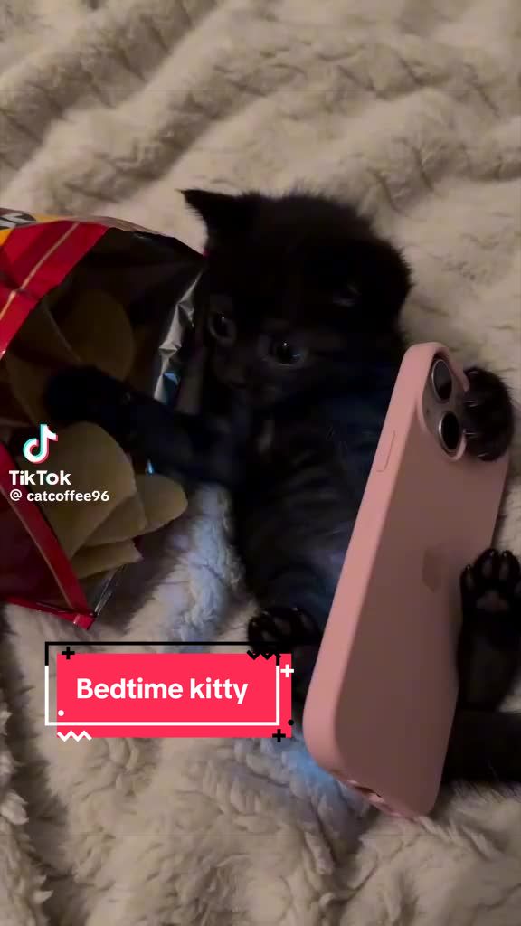 @Miracle Kittens