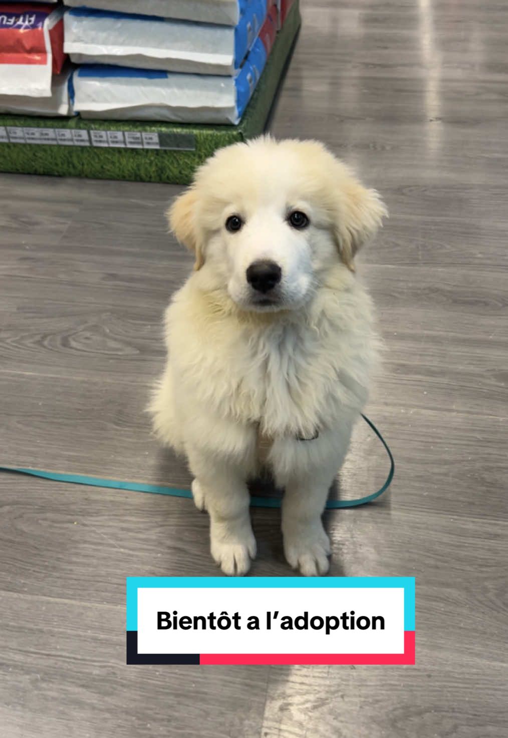 @Association Puppykittyfrance