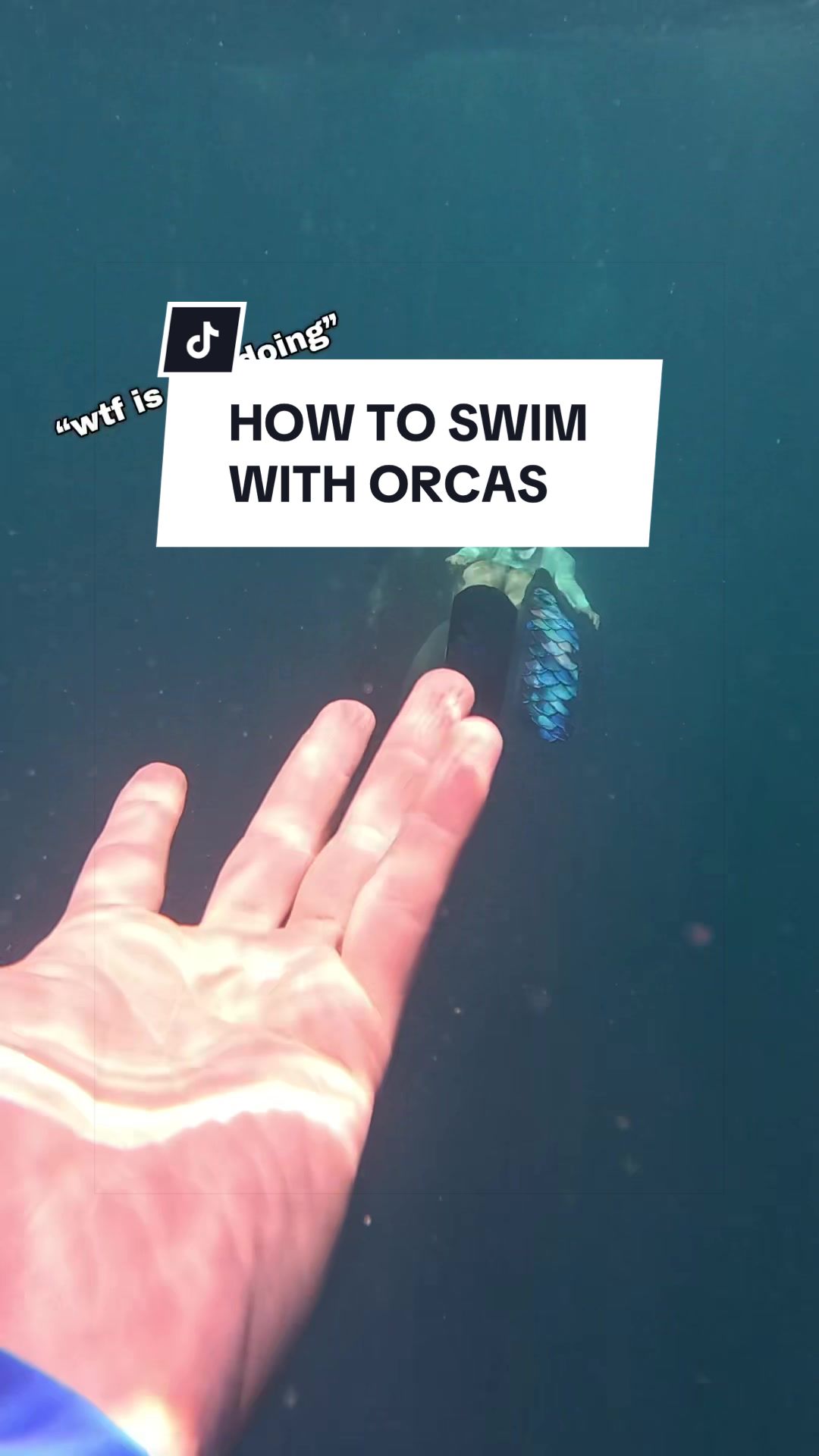 @SCUBA DAN 🦈