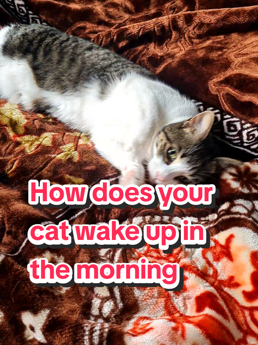 @🦁💚Mehnaz/Bella cat💚🦁
