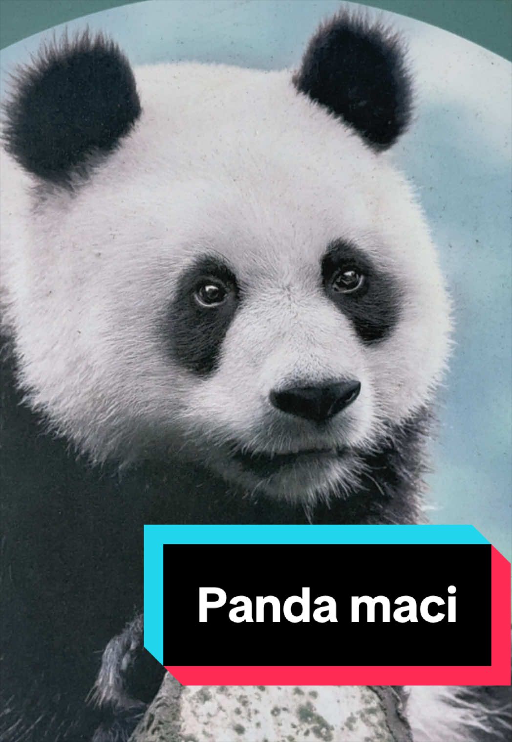 @D&ouml;me G&aacute;bor
