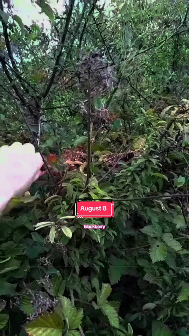 @ambrwstly