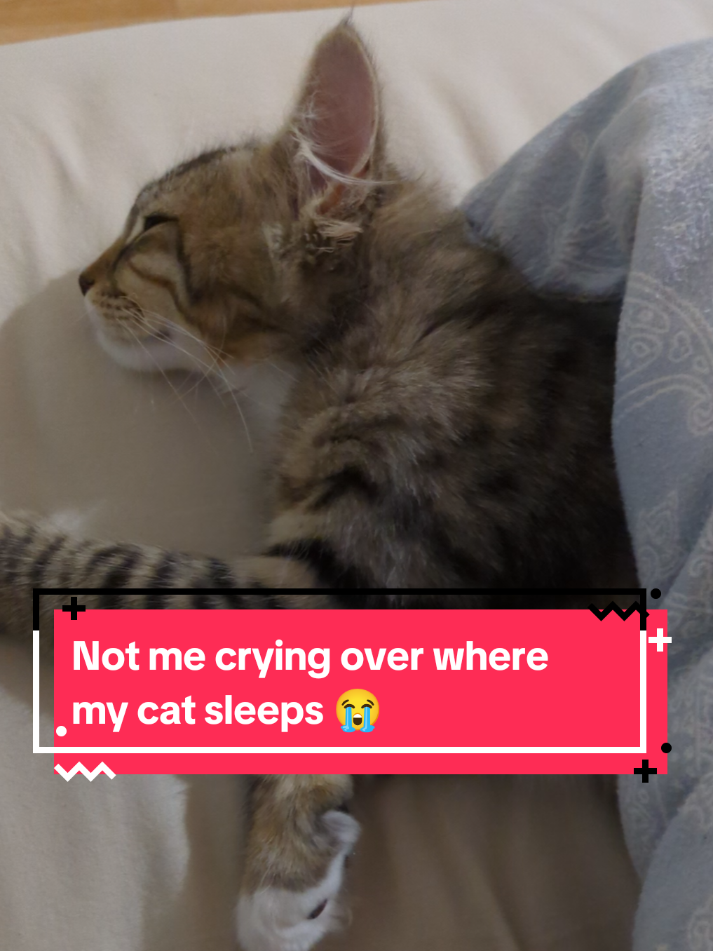 @The Cutest Cats Ever