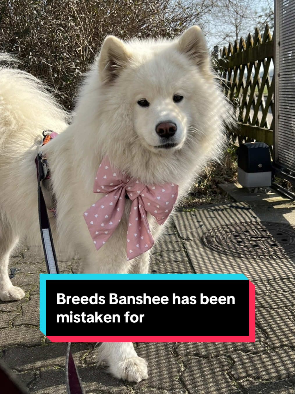 @Banshee