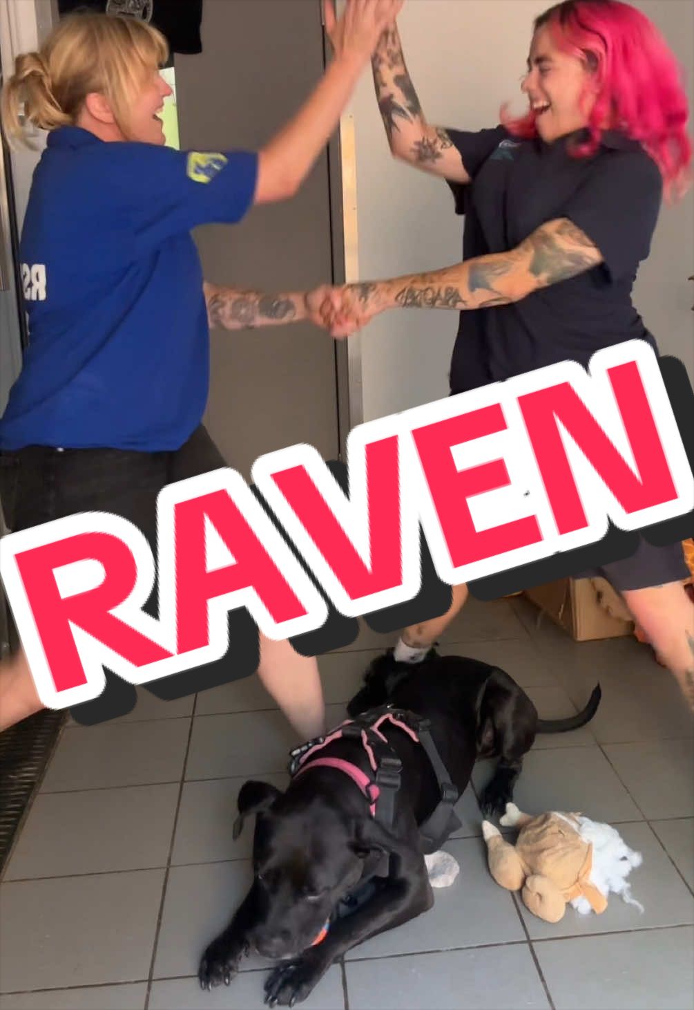 @RSPCA brighton