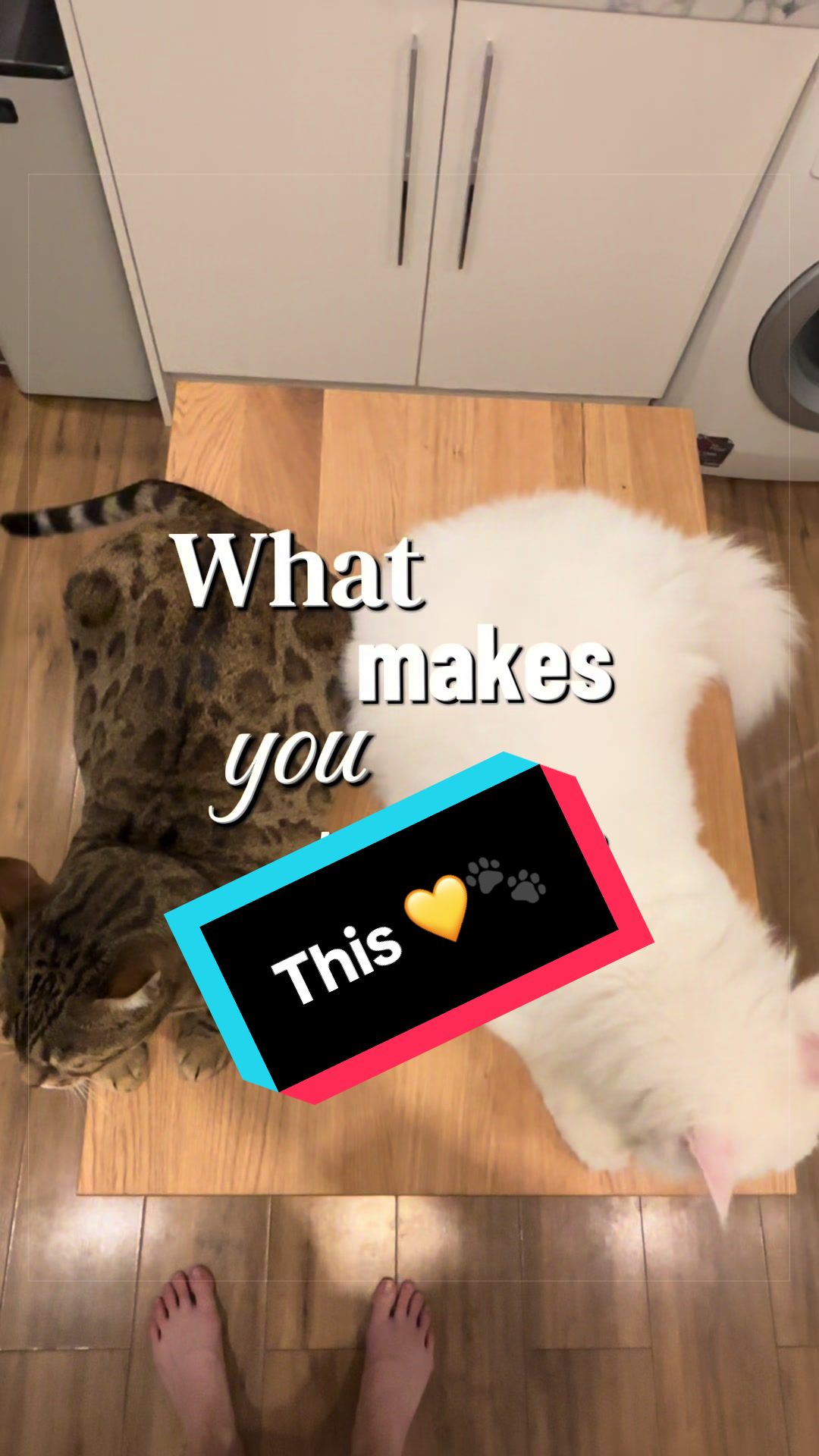@Kiki & Zeus ๐ธ๐พ