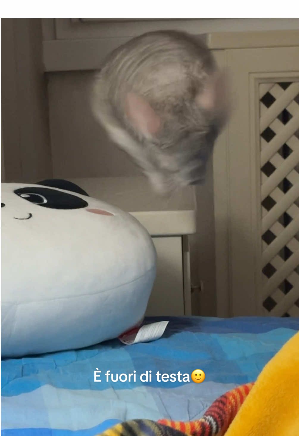 @AlbiTheCinci🐭