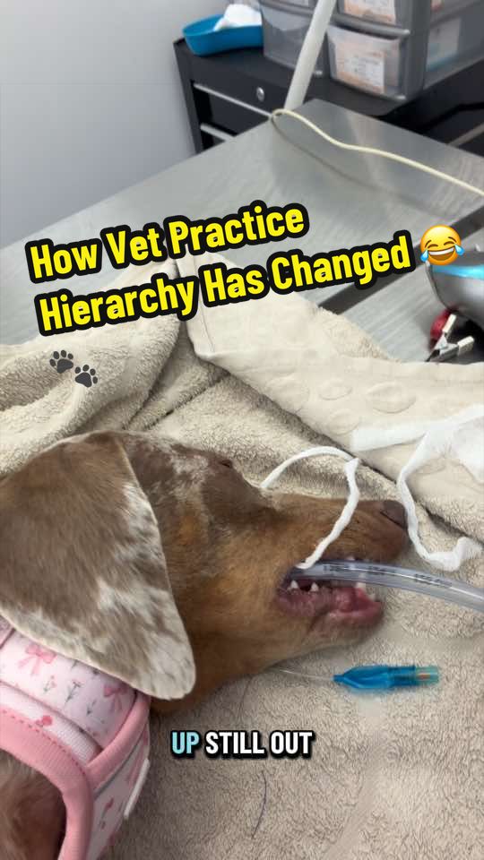 @Tomasthevet