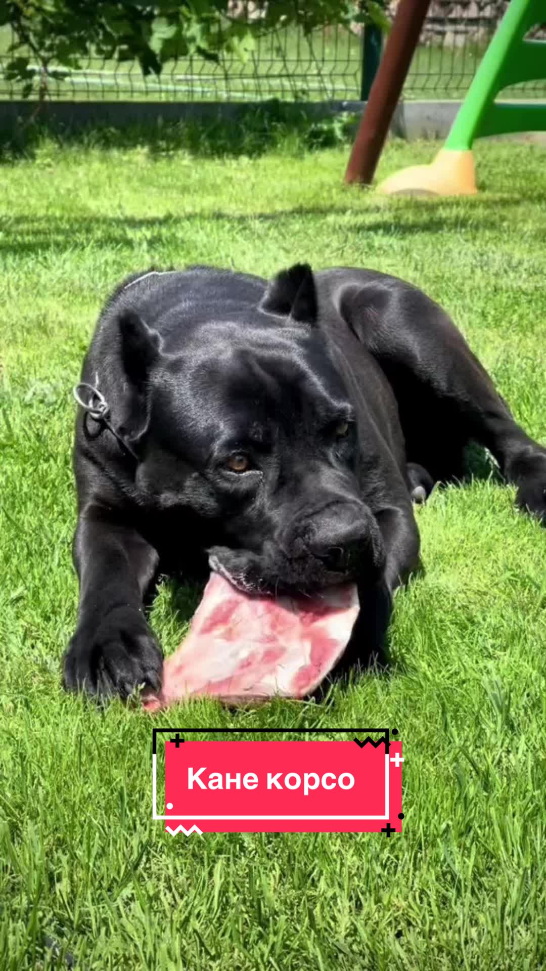 @Пушистики🐶