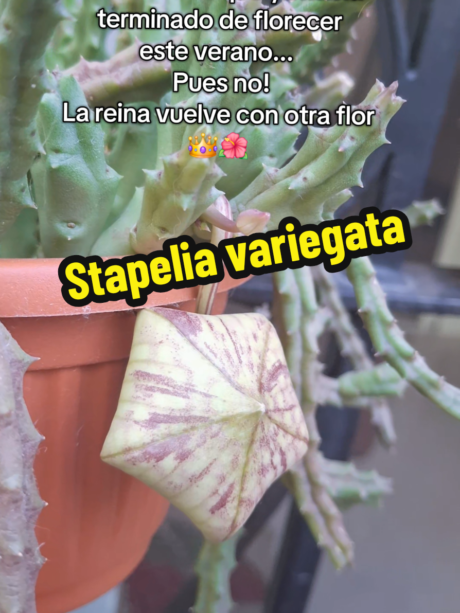 @Succulent_ninja