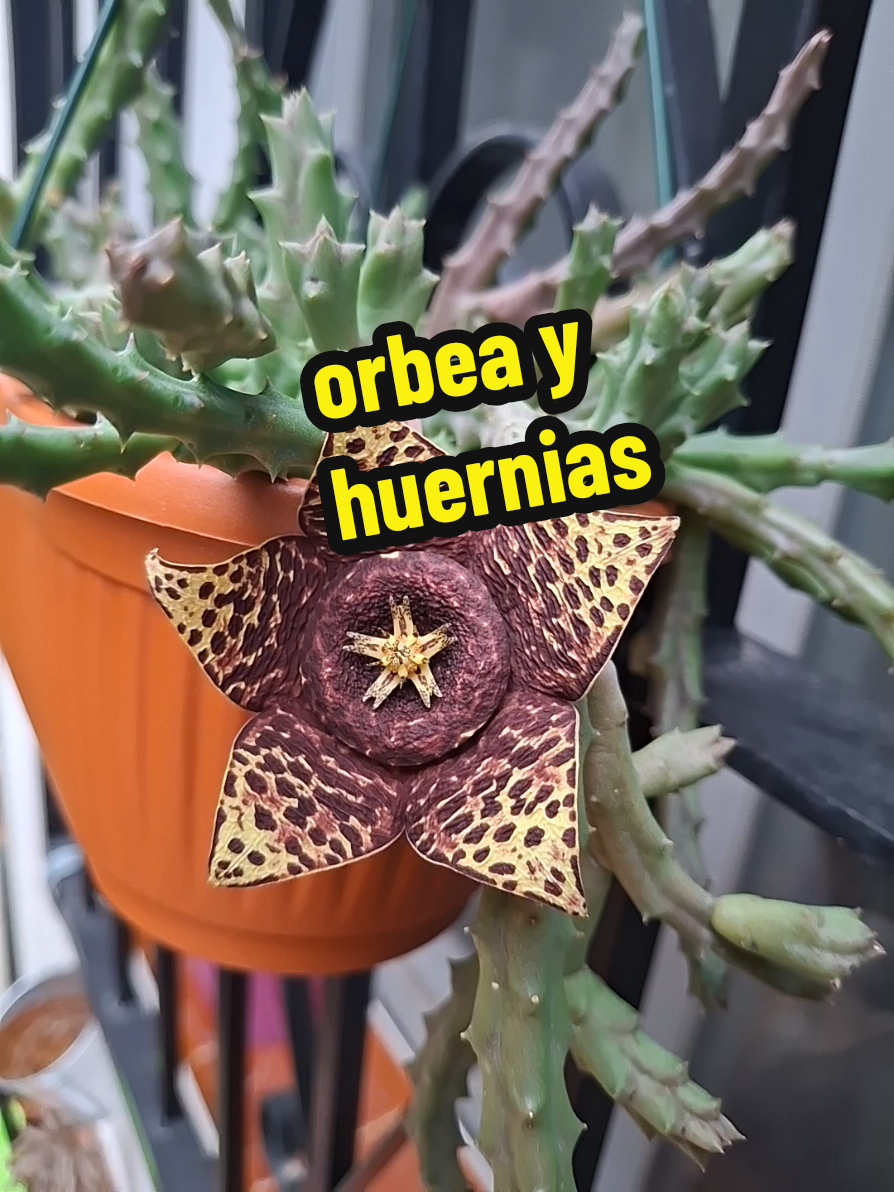 @Succulent_ninja