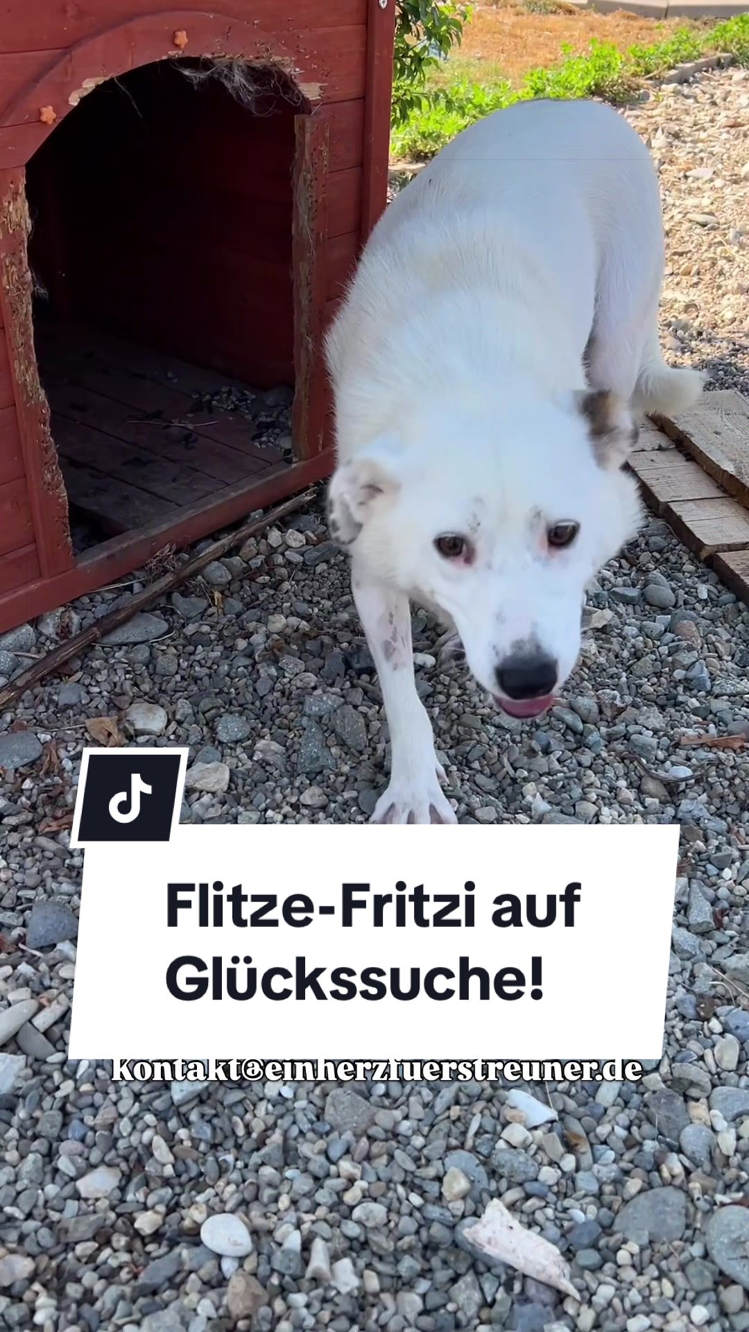 @Ein Herz für Streuner e.V.