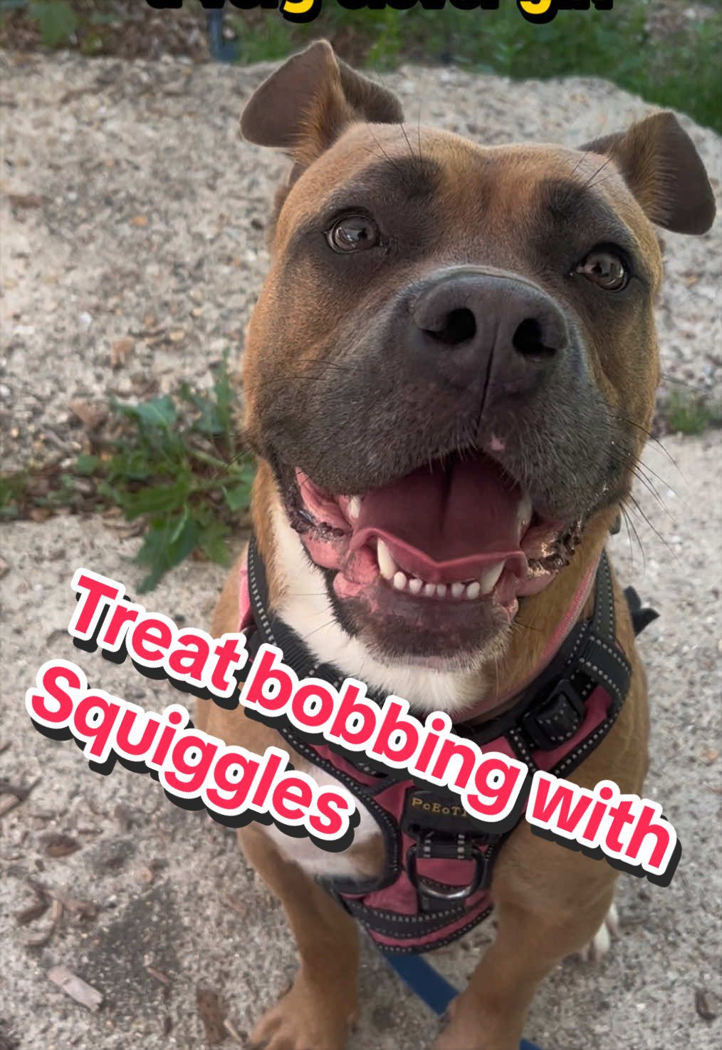 @RSPCA brighton
