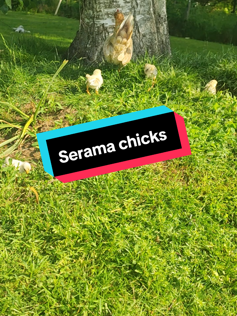 @The Doodle Quacks 🇸🇪🇬🇧🐔🦆