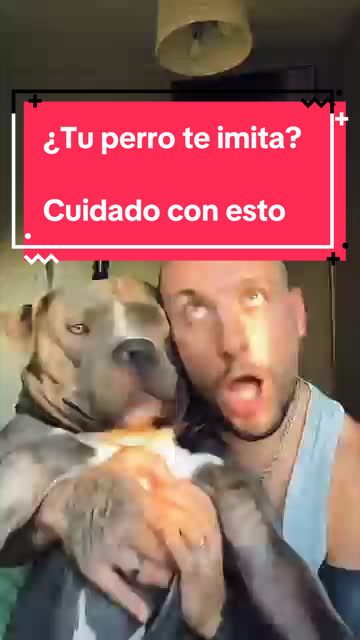@adican_adiestradorcanino