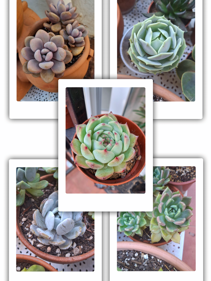 @Succulent_ninja