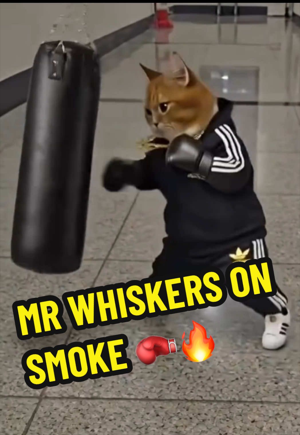 @BOXRAW