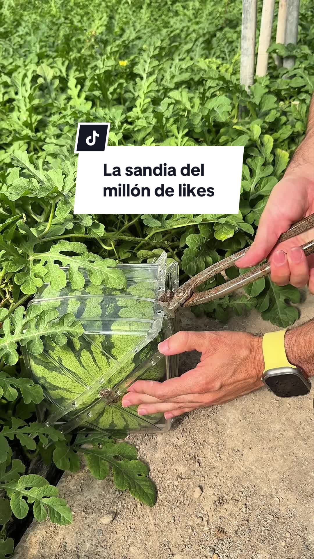 @GermanAgrolife