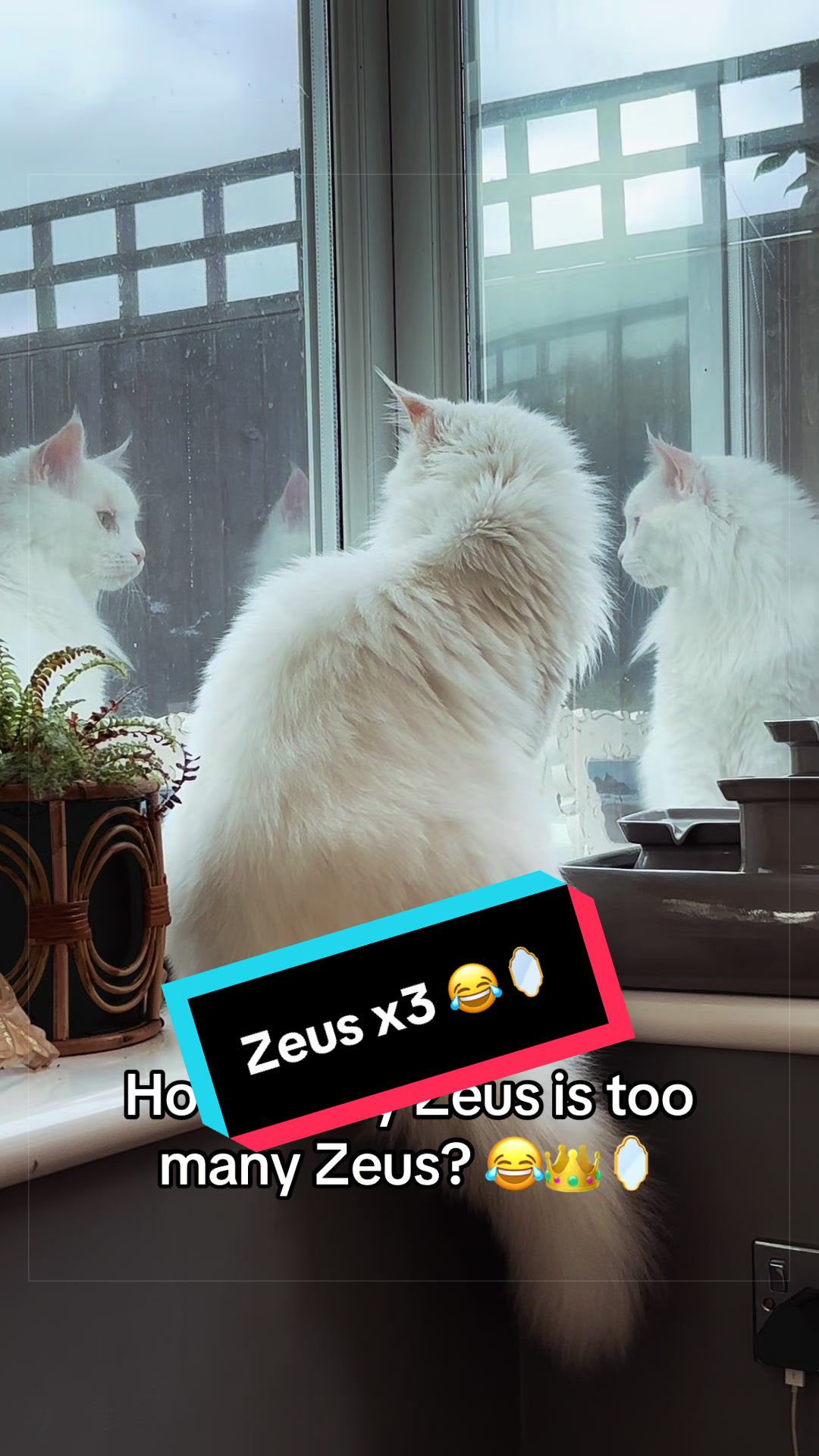 @Kiki & Zeus ๐ธ๐พ