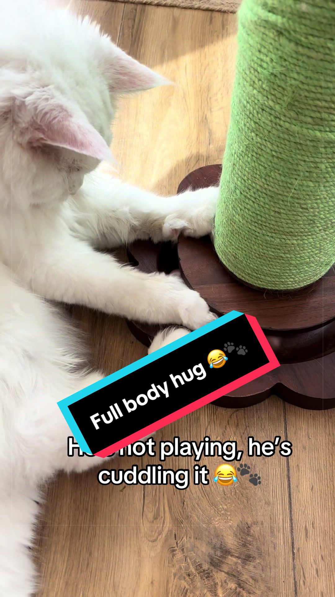 @Kiki & Zeus ๐ธ๐พ