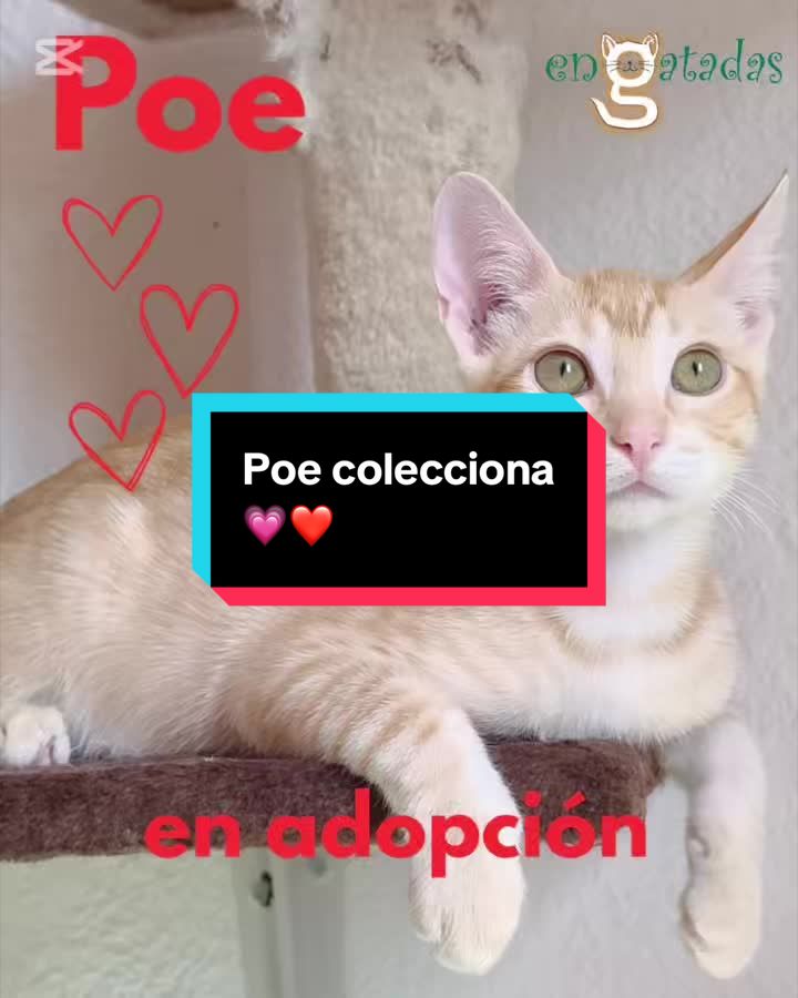 @enGatadas