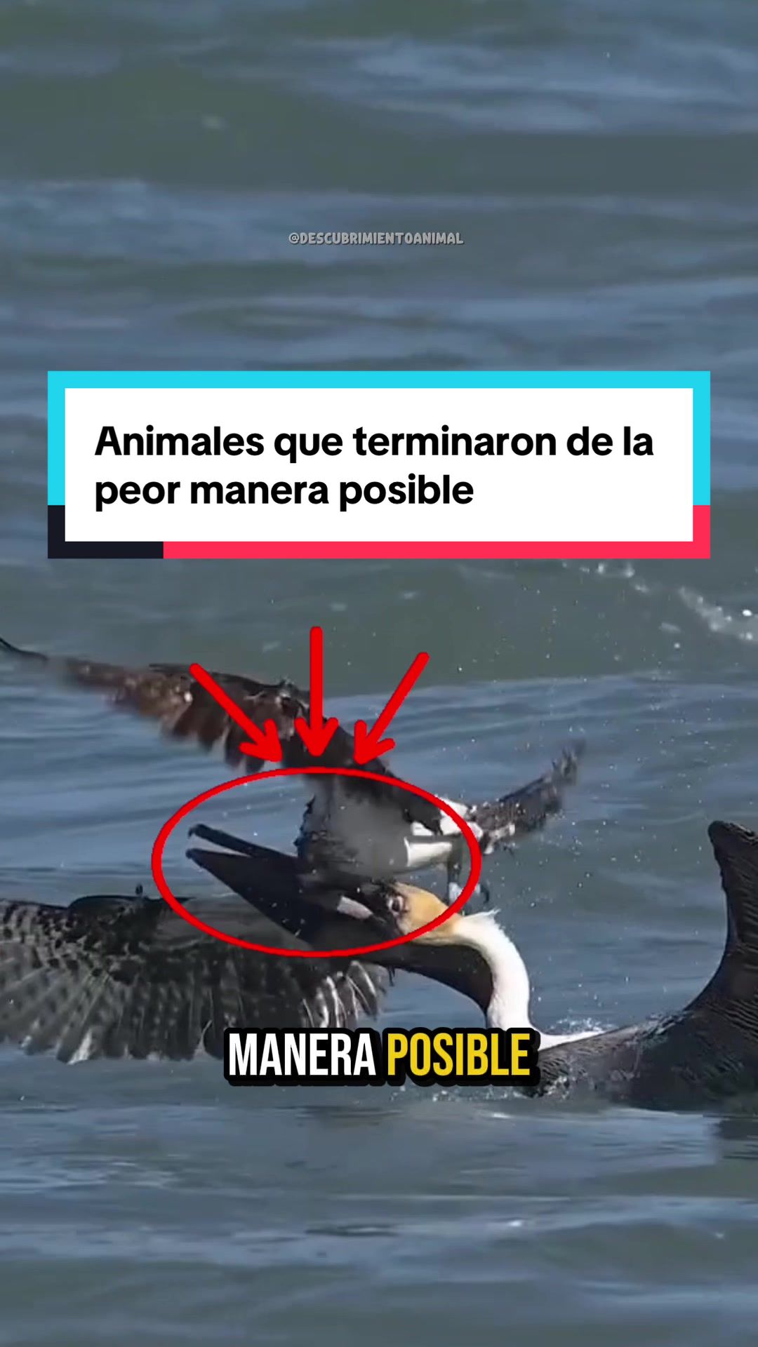 @Descubrimientoanimal