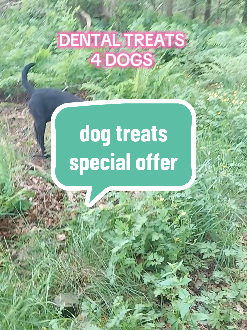 @Ali & 7 Dogs